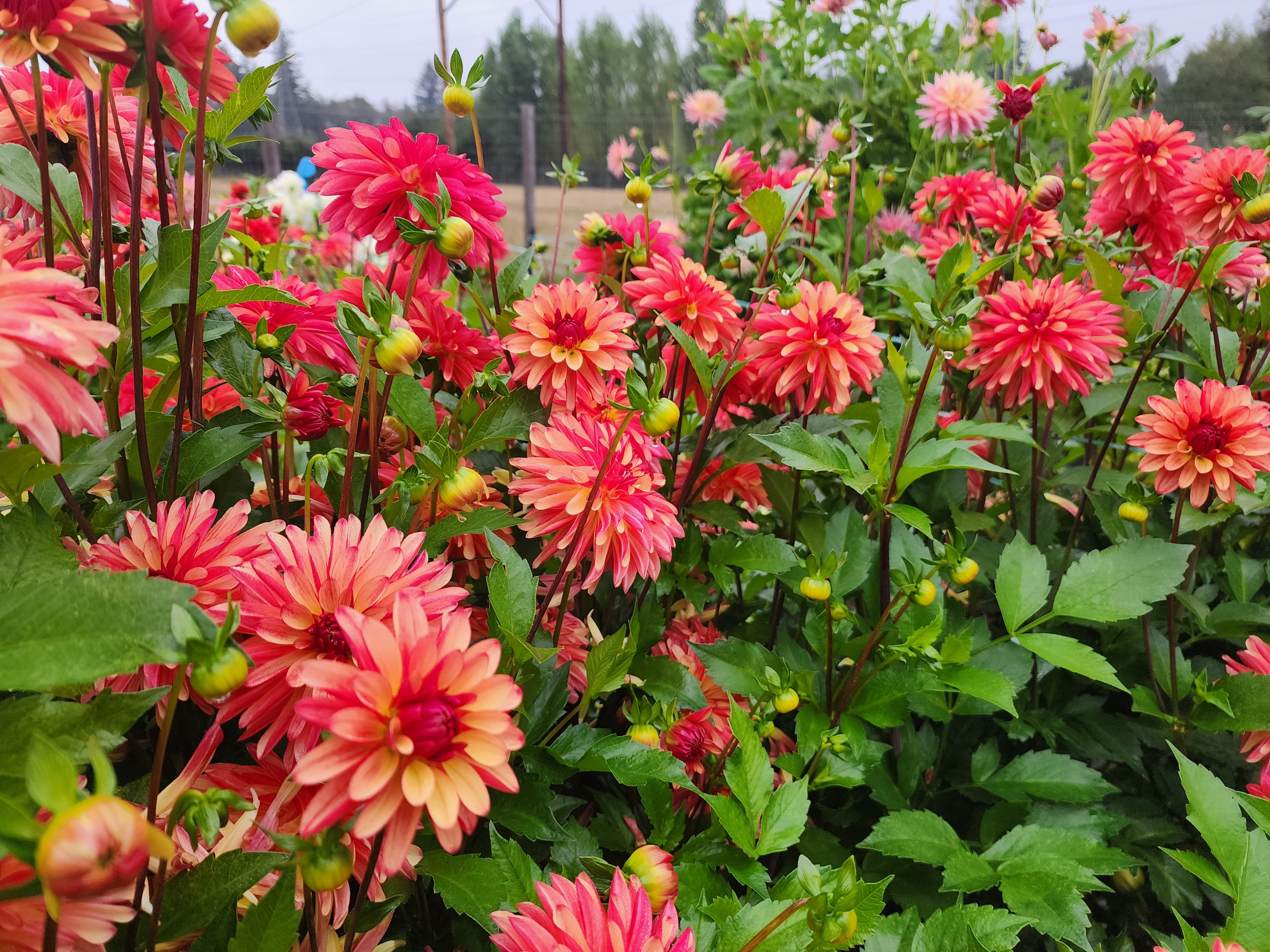 Crazy Legs – Hidden Well Gardens