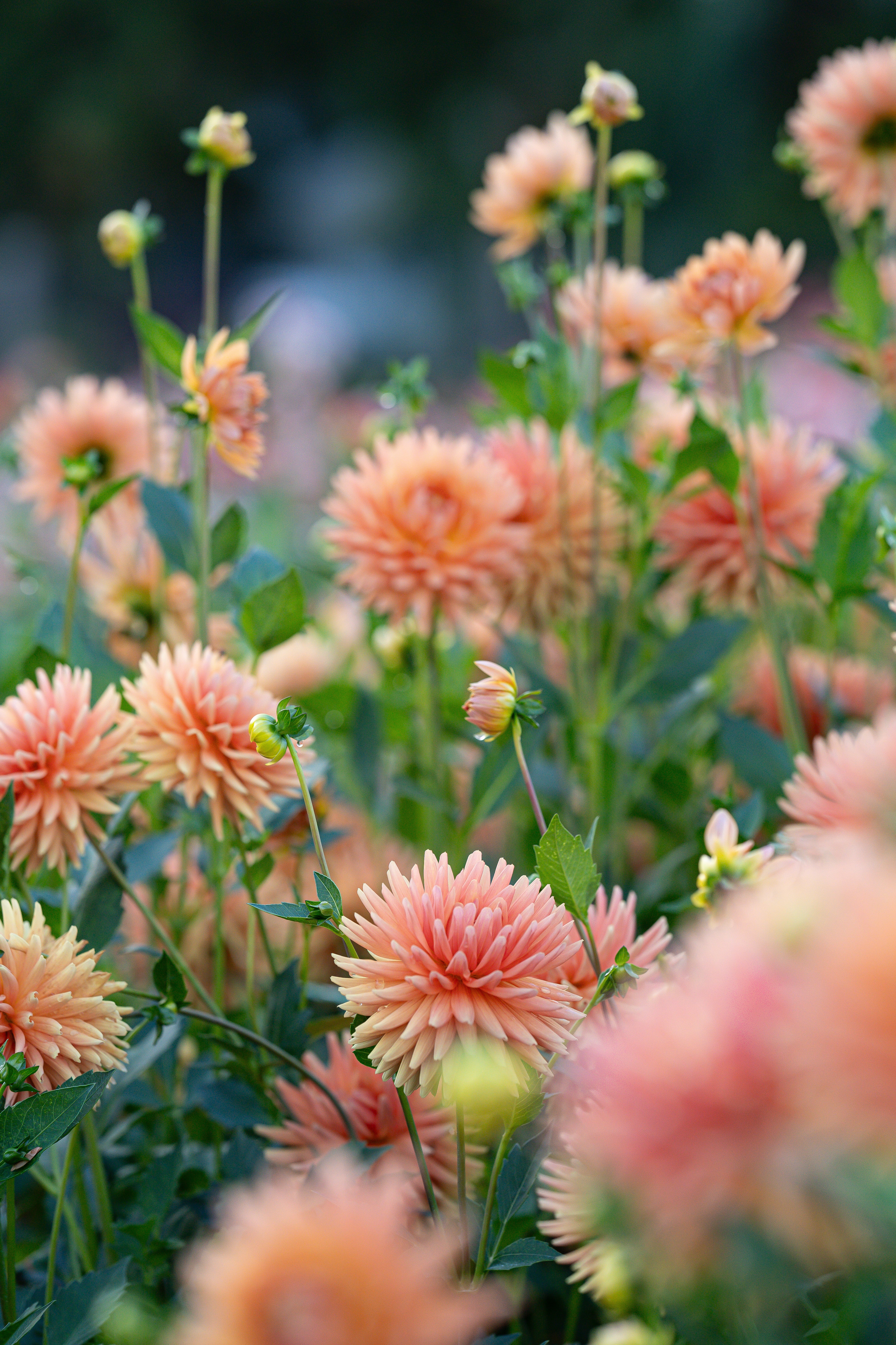 Hollyhill Jitterbug – Hidden Well Gardens