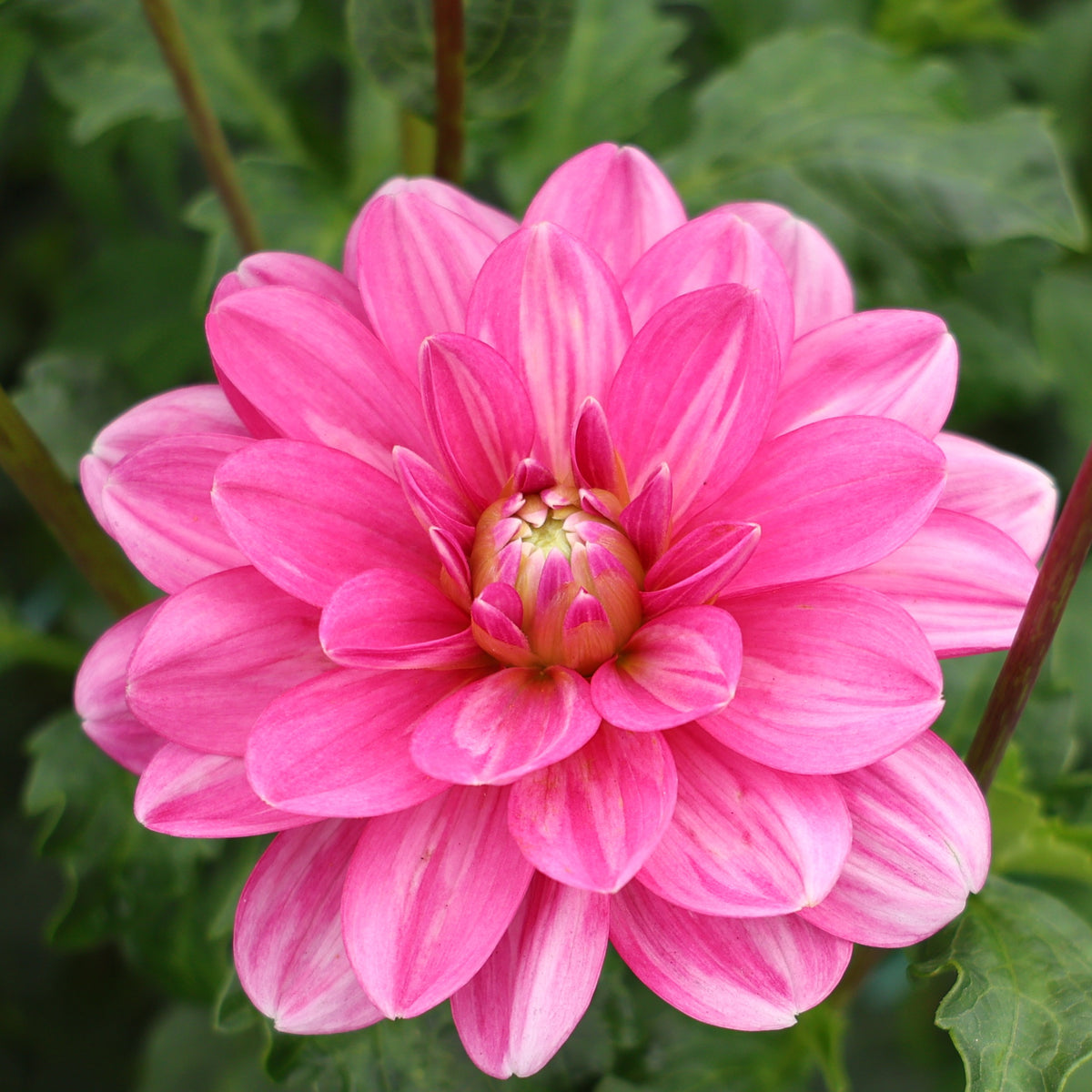 Cutie Patootie – Hidden Well Gardens