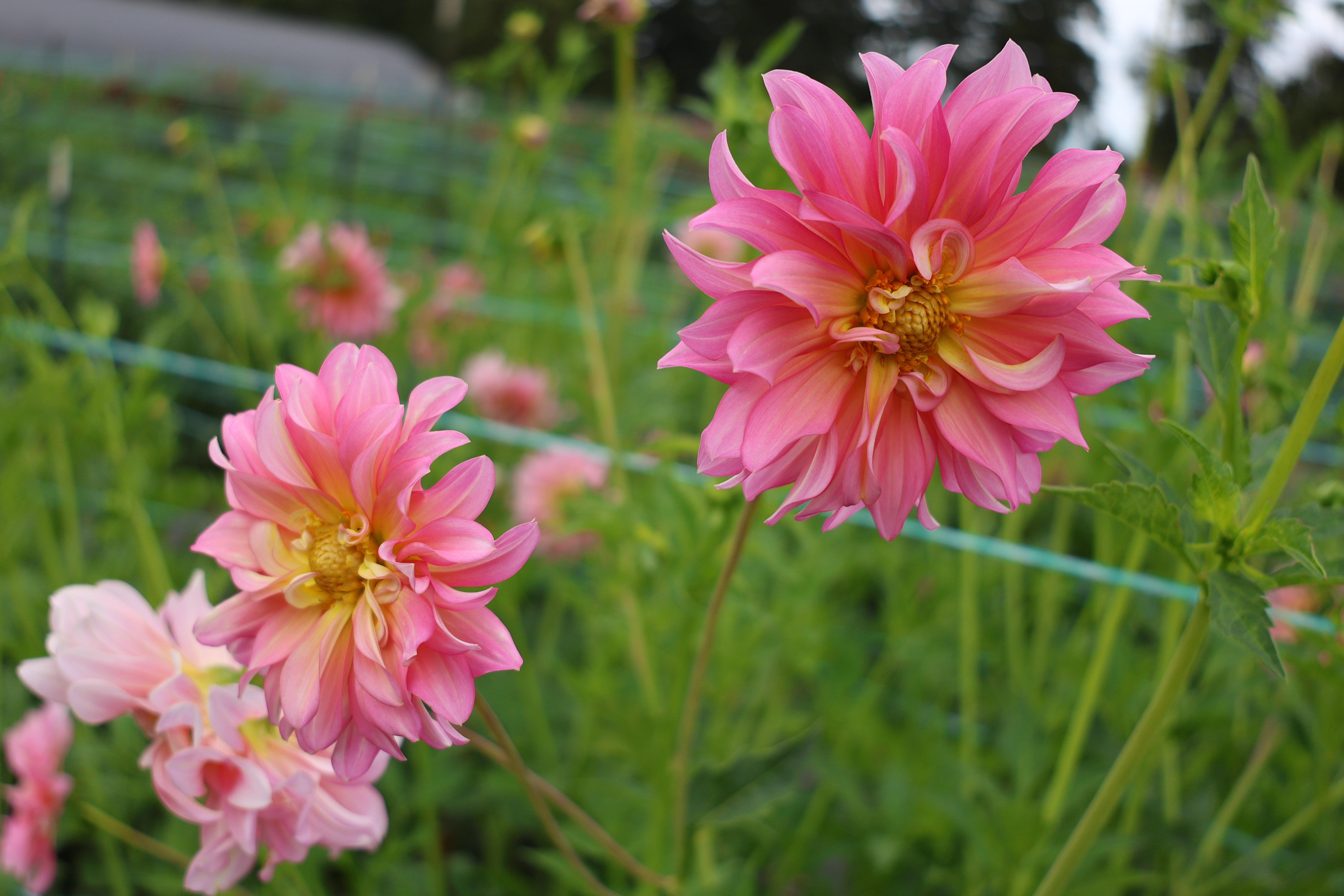 Wayne's Pink – Hidden Well Gardens