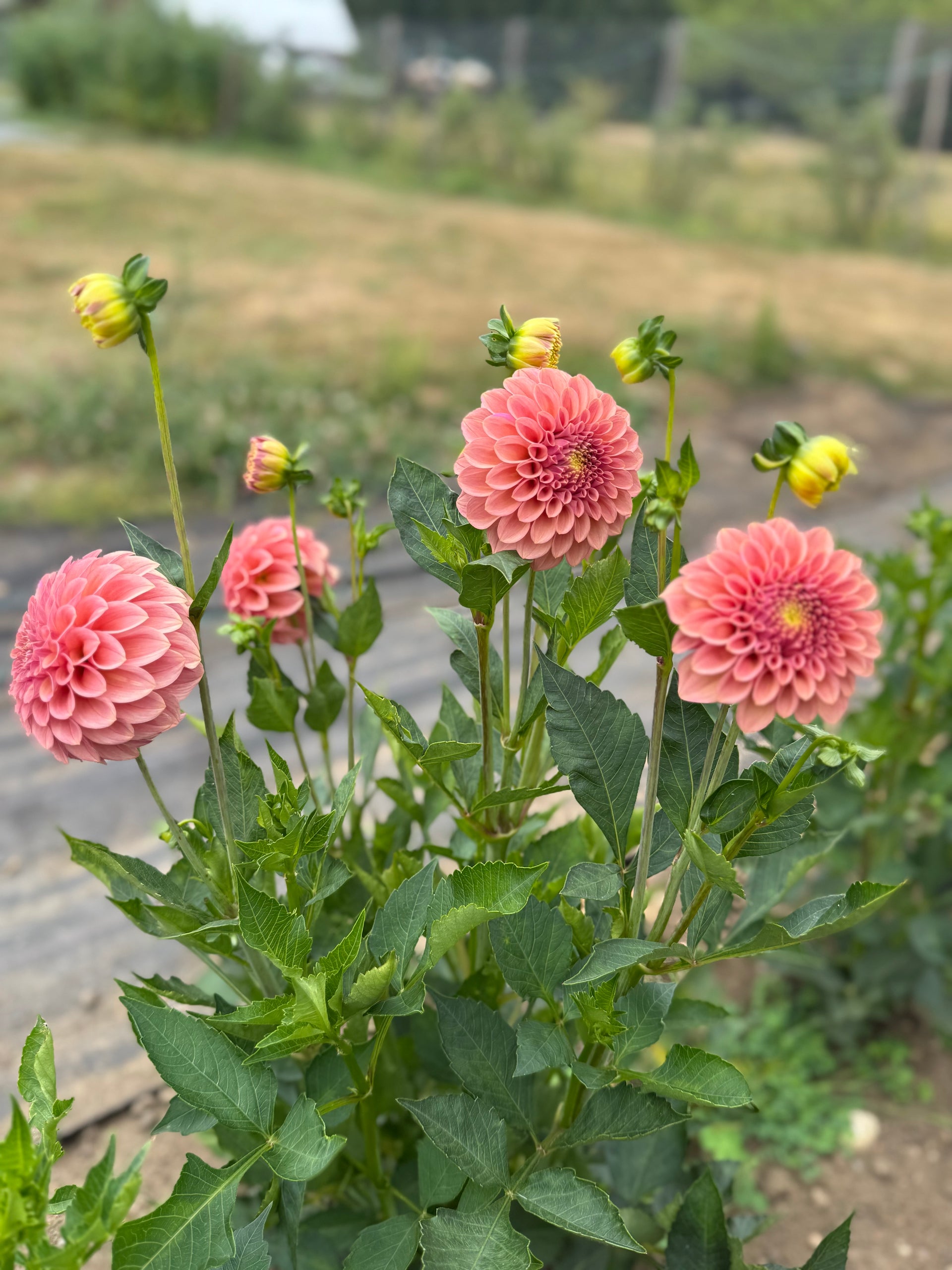 little seeds monarch hill dahlia upholstered nursery rocker Rock Run Ashley – Hidden Well Gardens