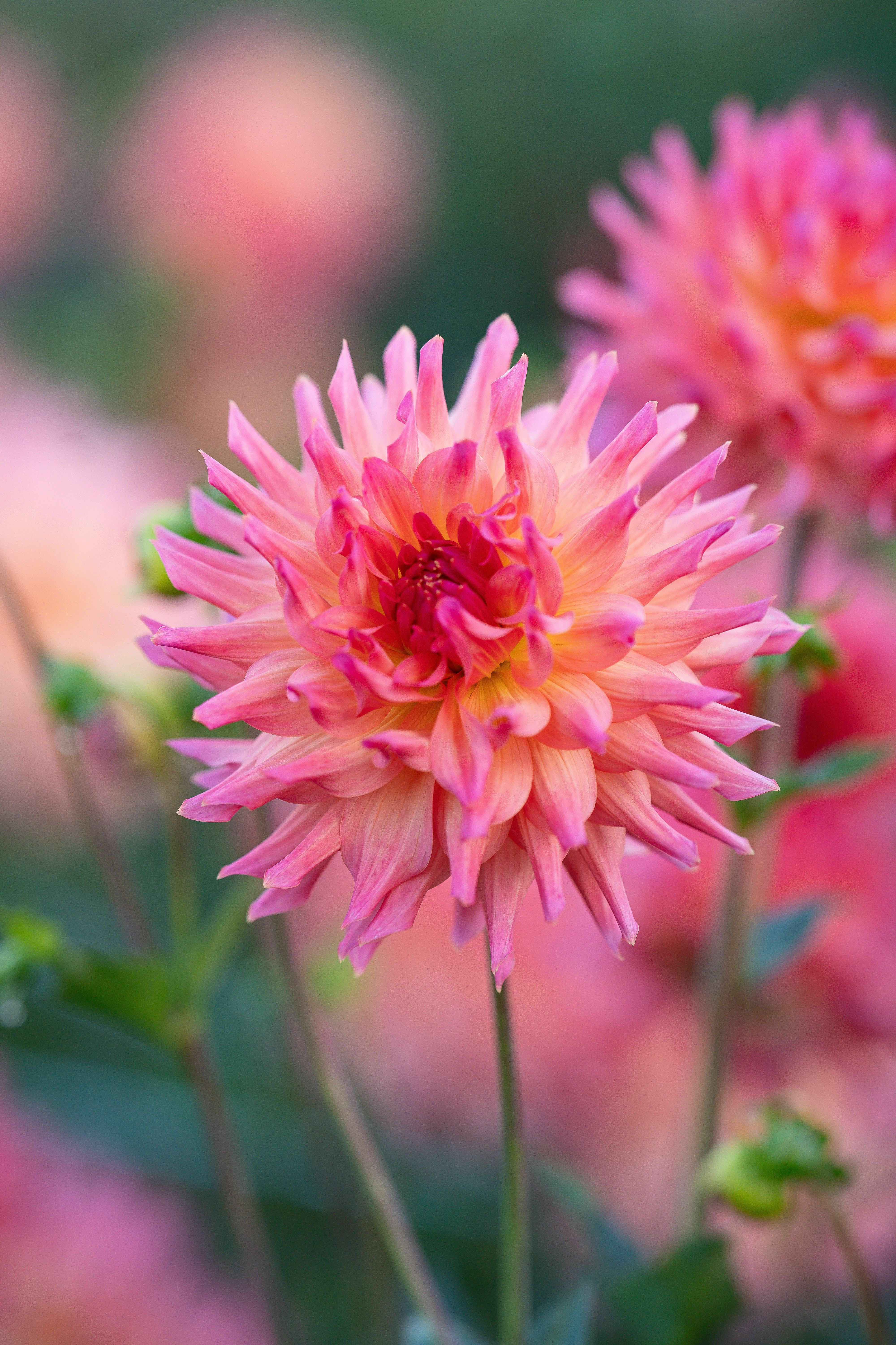 Just Peachy – Hidden Well Gardens
