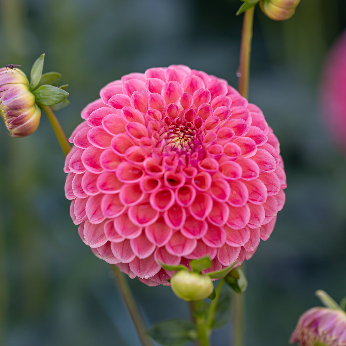 Sun Spot – Hidden Well Gardens